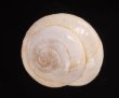 フクレサバクマイマイ (仮称) Sphincterochila candidissimafig.1