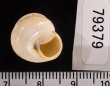 フクレサバクマイマイ (仮称) Sphincterochila candidissimafig.3