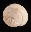 フクレサバクマイマイ (仮称) Sphincterochila candidissimafig.1