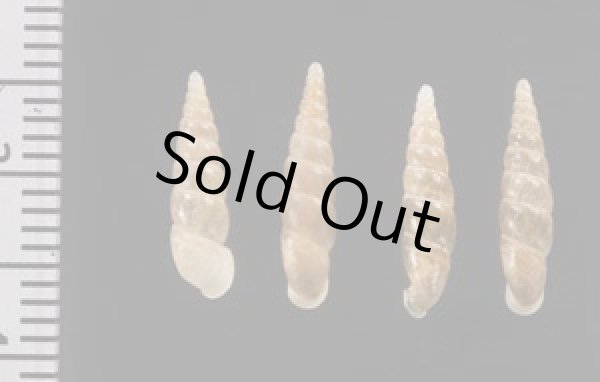 画像2: ナミコギセル 並小煙管 (2)