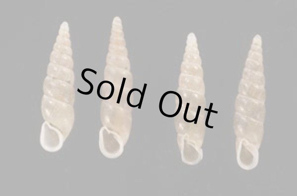 画像1: ナミコギセル 並小煙管 (1)