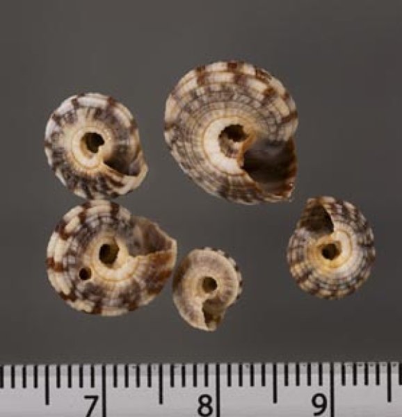 画像2: ヒクナワメグルマ (2)