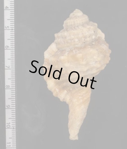 画像2: コイキオナガガイ (2)