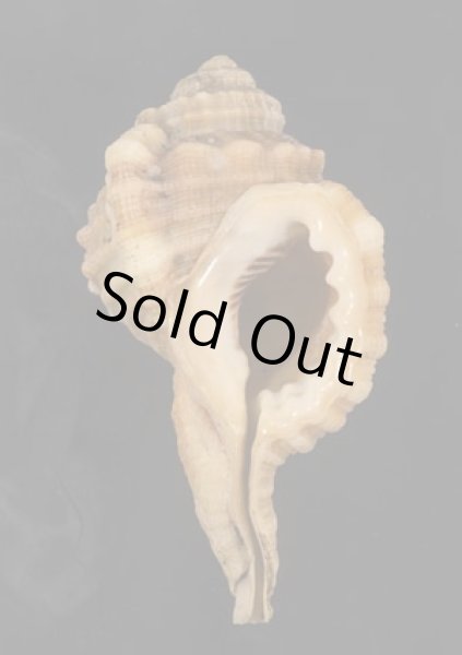 画像1: コイキオナガガイ (1)