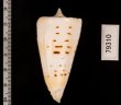 クビカザリイモ Conus monilefig.2