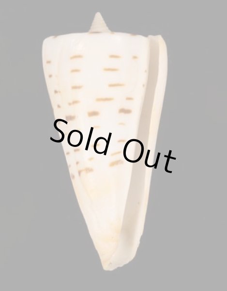 クビカザリイモ Conus monilefig.1