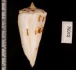 クビカザリイモ Conus monilefig.2