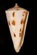 クビカザリイモ Conus monilefig.1
