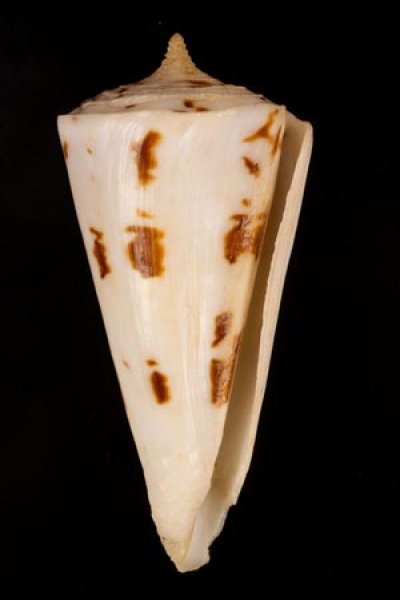 クビカザリイモ Conus monilefig.1