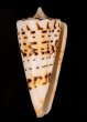 クビカザリイモ Conus monilefig.1