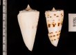 クビカザリイモ Conus monilefig.2