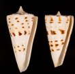 クビカザリイモ Conus monilefig.1