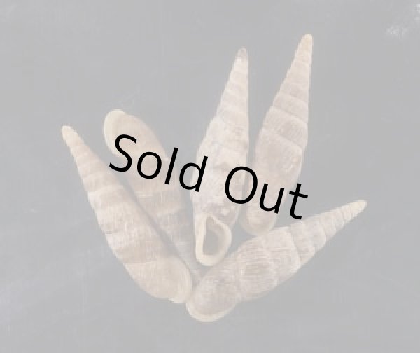 画像1: オボロナミギセル (1)