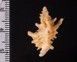 カセンホネガイ Favartia martinifig.2