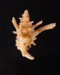 カセンホネガイ Favartia martinifig.3