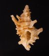 カセンホネガイ Favartia martinifig.1