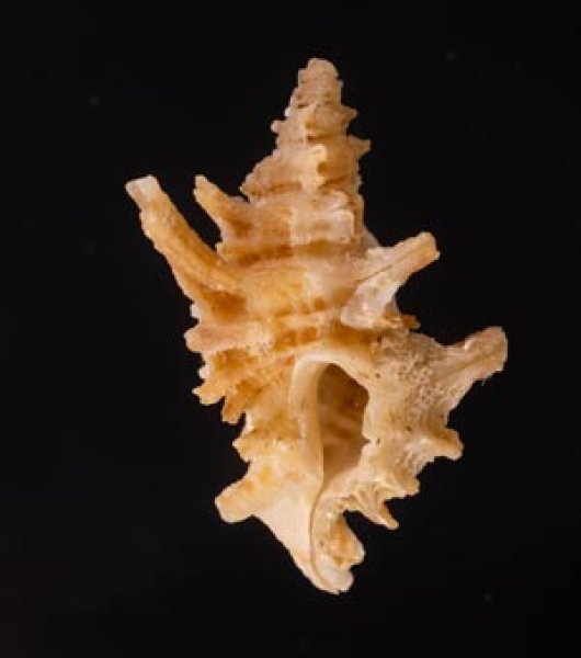 カセンホネガイ Favartia martinifig.1