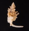 カセンホネガイ細 Favartia martinifig.3
