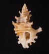 カセンホネガイ細 Favartia martinifig.1