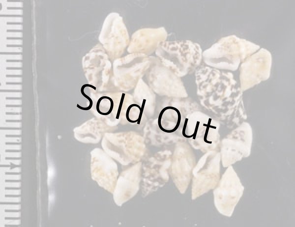 画像2: イボフトコロ (2)