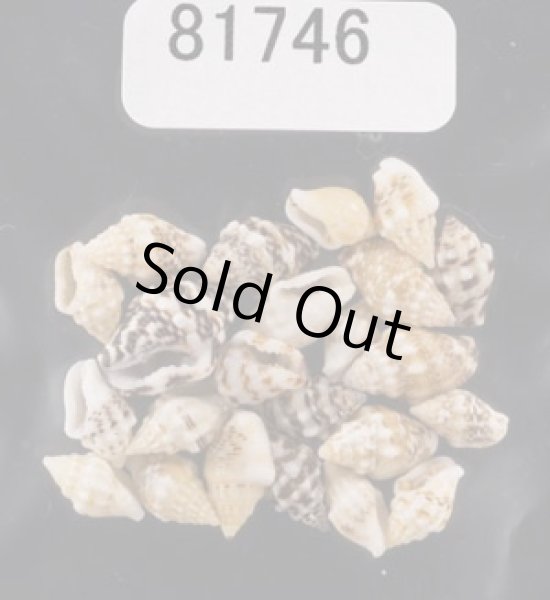 画像1: イボフトコロ (1)