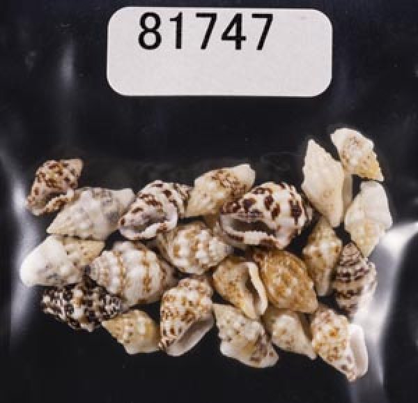 画像1: イボフトコロ (1)