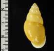 ヒダリマキマレイマイマイ Amphidromus sinistralisfig.2