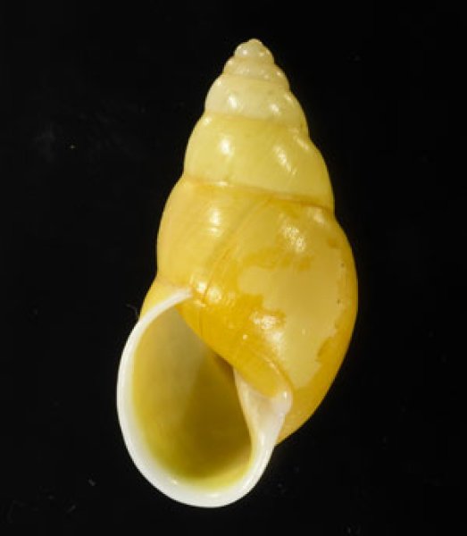 ヒダリマキマレイマイマイ Amphidromus sinistralisfig.1