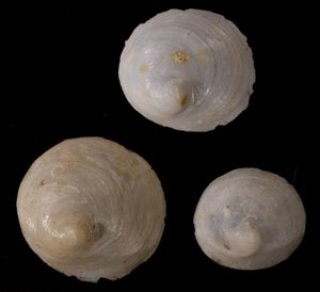 貝殻標本　イガギンエビス② Microshells: Ginebis crumpii イガギンエビス
