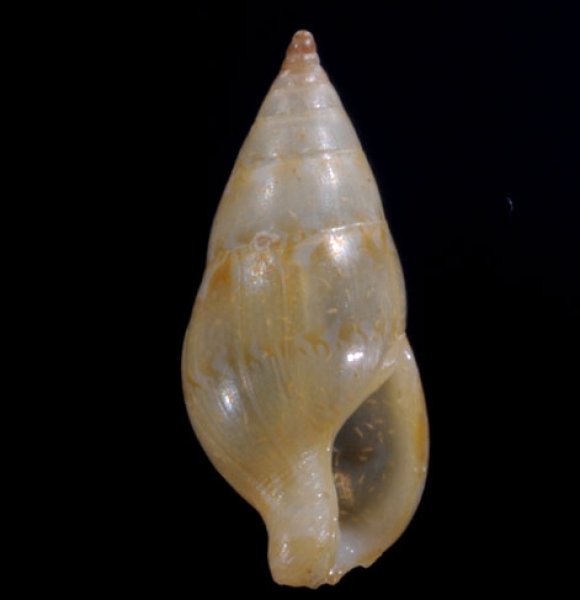 チビムギガイの仲間(未詳) Mitrella   sp.fig.1