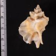 ヨウラクガイ 瓔珞貝 Pteropurpura falcatafig.2