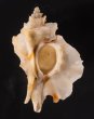 ヨウラクガイ 瓔珞貝 Pteropurpura falcatafig.1