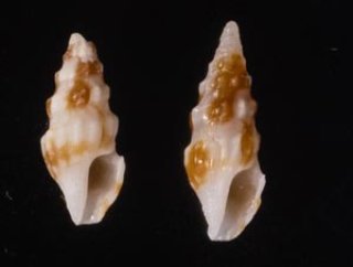 発見当初、カモノハシの標本は作り物と疑われ、縫い目を探すため