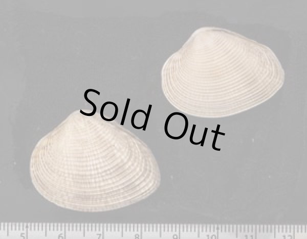 画像2: コトリハナガイ (2)