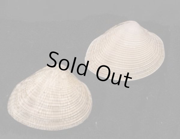 画像1: コトリハナガイ (1)