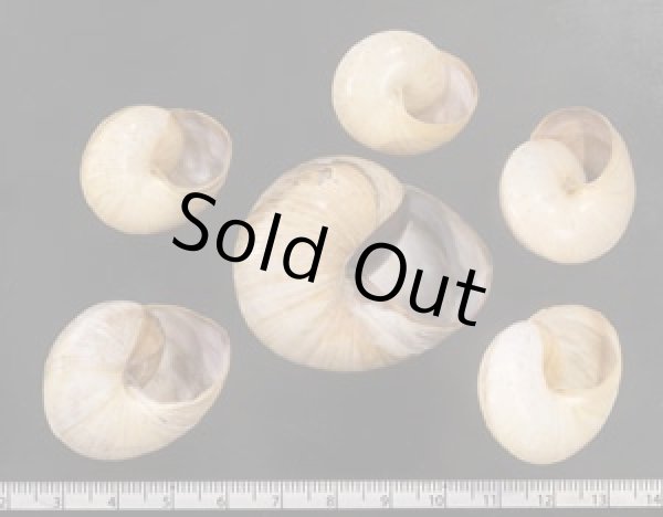 画像2: ヤニスチュアートメダママイマイ (仮称) (2)