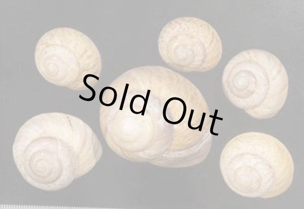 画像1: ヤニスチュアートメダママイマイ (仮称) (1)