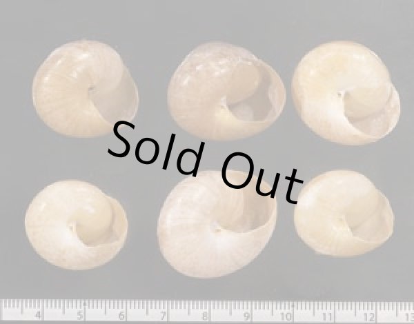 画像2: ヤニスチュアートメダママイマイ (仮称) (2)