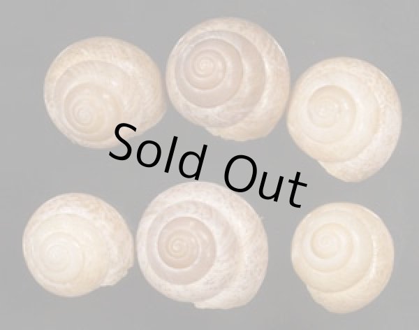 画像1: ヤニスチュアートメダママイマイ (仮称) (1)