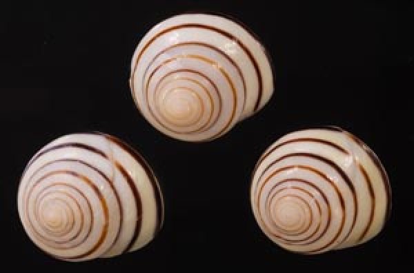 コモドメダママイマイ Asperitas colorata komodoensisfig.1