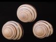 コモドメダママイマイ Asperitas colorata komodoensisfig.1