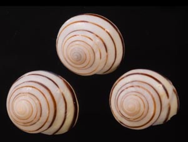 コモドメダママイマイ Asperitas colorata komodoensisfig.1