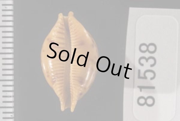 画像2: メラネシアチドリダカラ (2)