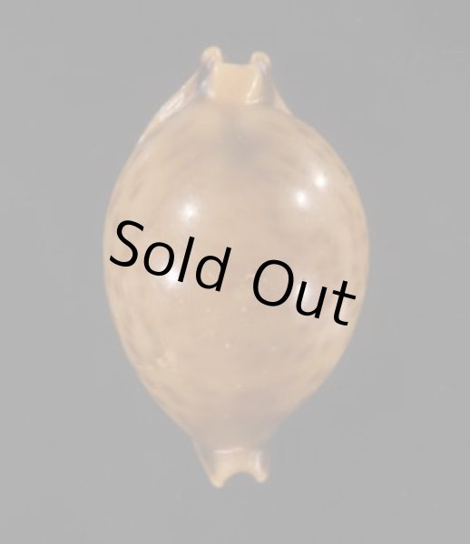 画像1: メラネシアチドリダカラ (1)