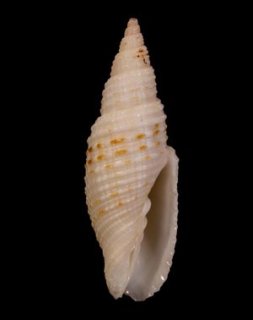 貝　まとめ売り アラムシロ2個セット ムシロガイ科 巻き貝 貝類