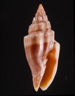 World Gastropods - 美貝 BIGAI