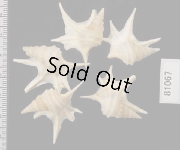 画像2: ヒメモミジソデ (2)