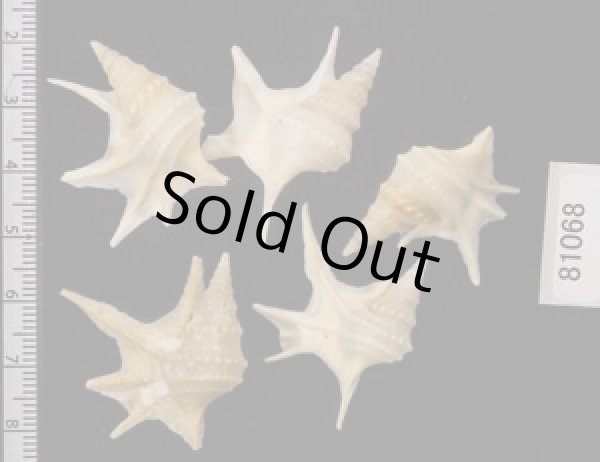 画像2: ヒメモミジソデ (2)