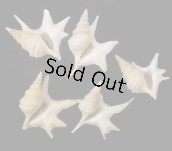 画像1: ヒメモミジソデ (1)