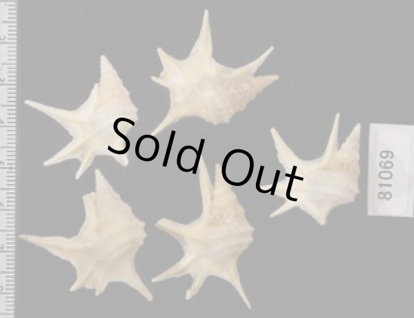 画像2: ヒメモミジソデ (2)